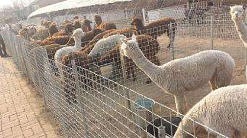 羊驼养殖加盟费用