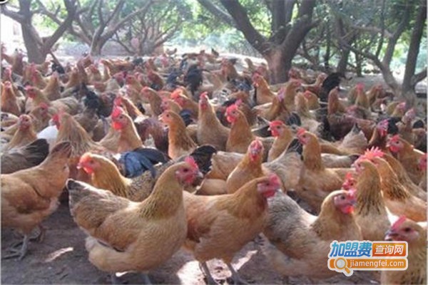 兴农禽业家禽养殖加盟费
