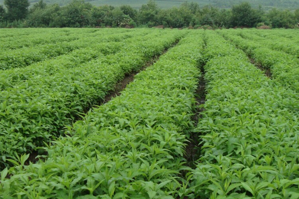 中药材种植加盟费用