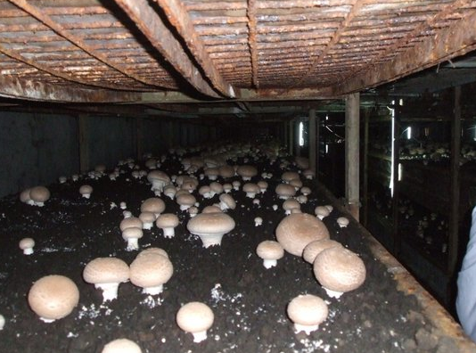蘑菇种植加盟费用