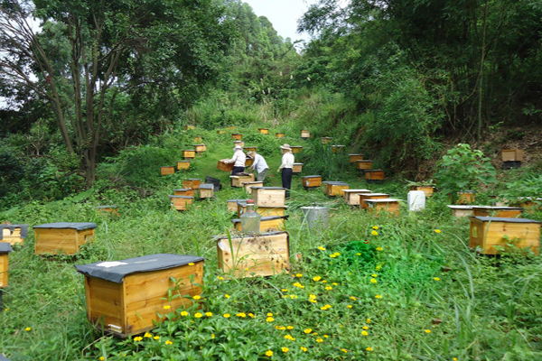 蜜蜂养殖加盟费用