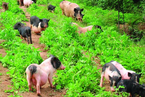 香猪养殖加盟费用