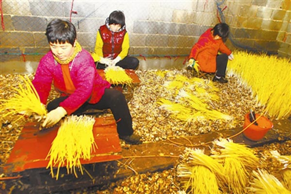 蒜黄种植加盟费用
