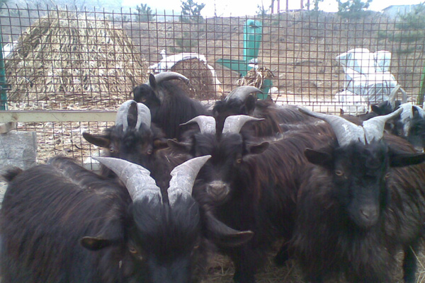 黑山羊养殖加盟费用