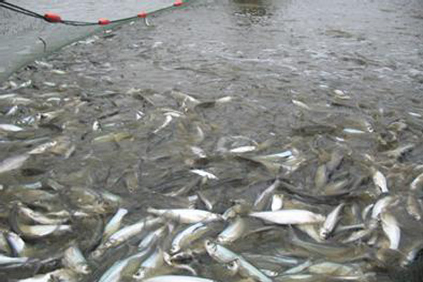 大白鱼养殖加盟费用