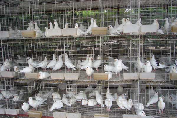 白羽王种鸽养殖加盟费用