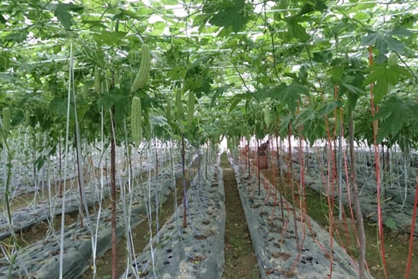 苦瓜种植加盟费用
