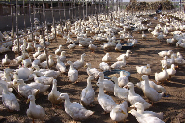 白鹜鸭养殖加盟费用