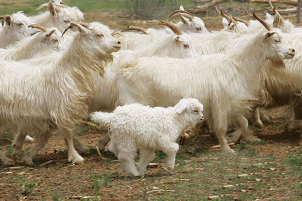 绒山羊养殖加盟费用