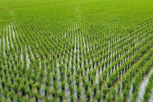 水稻种植加盟费用