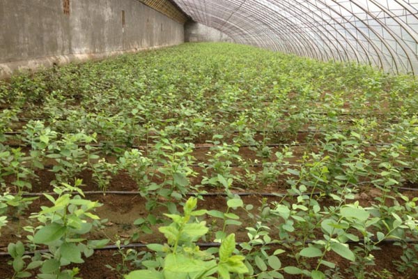 蓝莓苗种植加盟费用