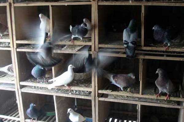 鸽子养殖加盟费用