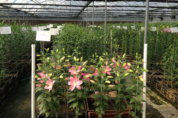 百合种植加盟费用