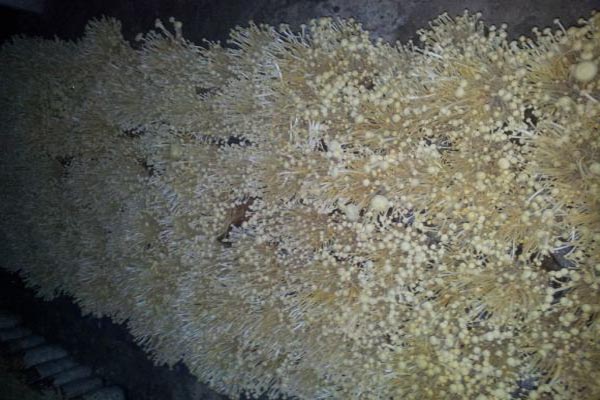 金针菇种植加盟费用