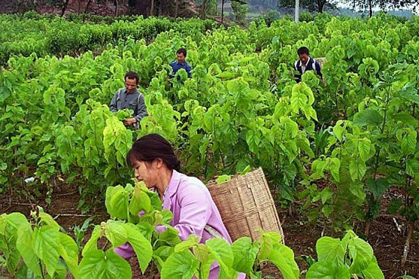 桑树种植加盟费用