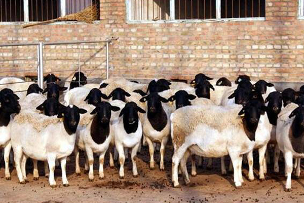杜泊羊养殖加盟费用