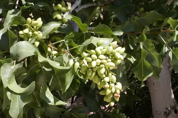 开心果种植加盟费用