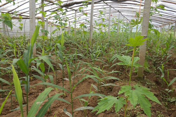 生姜种植加盟费用