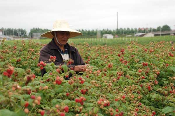 覆盆子种植加盟费用