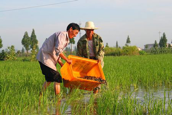 稻田泥鳅养殖加盟费用