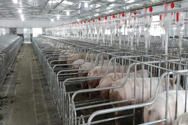 母猪养殖加盟费用