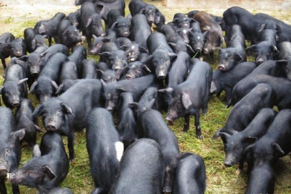 黑香猪养殖加盟费用