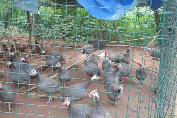 鹊山鸡养殖加盟费用