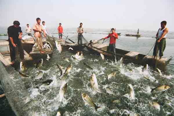 鳜鱼养殖加盟费用