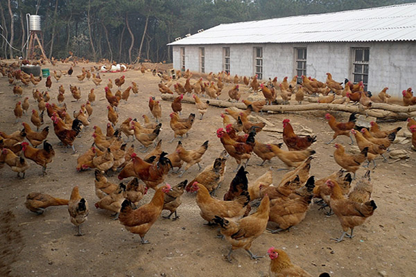 柴鸡养殖加盟费用