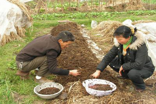 地龙养殖加盟费用