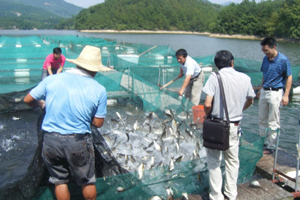 桂鱼养殖加盟费用
