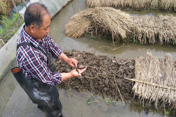 水蛭养殖加盟费用