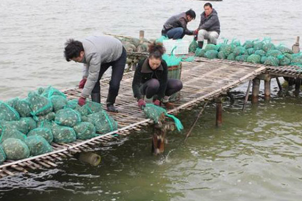 河蟹养殖加盟费用