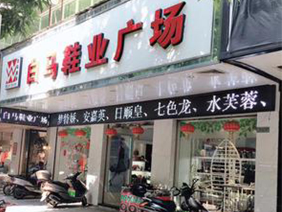 白马女鞋加盟加盟费