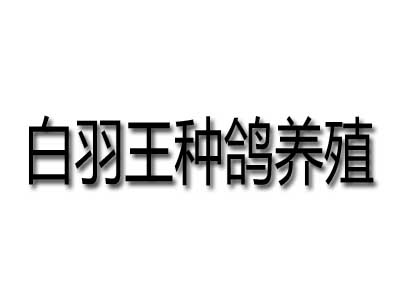 白羽王种鸽养殖品牌LOGO