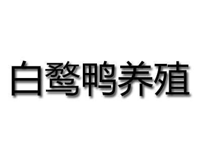 白鹜鸭养殖加盟费