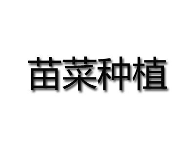 苗菜种植加盟