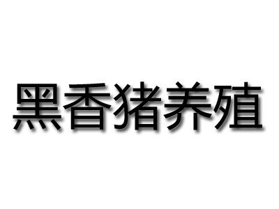 黑香猪养殖品牌LOGO