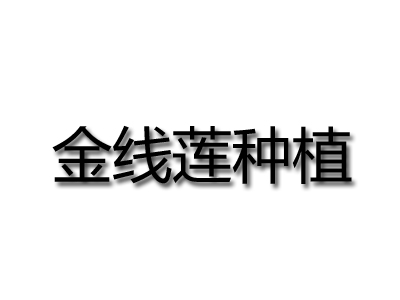 金线莲种植品牌LOGO