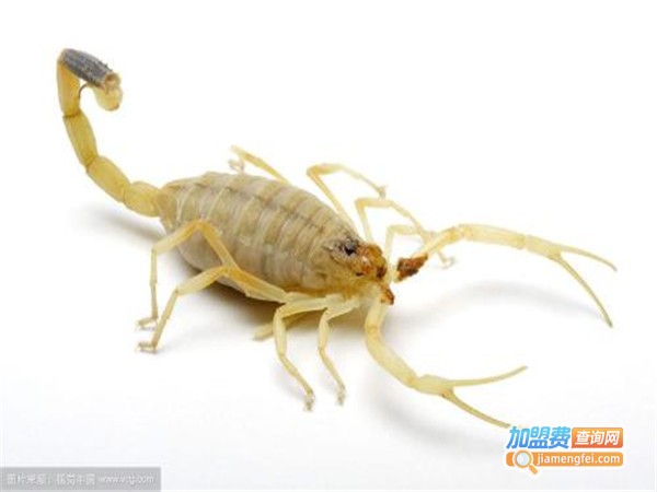 南亚蝎王加盟费