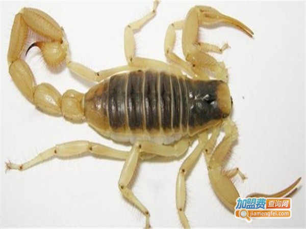 南亚蝎王加盟费