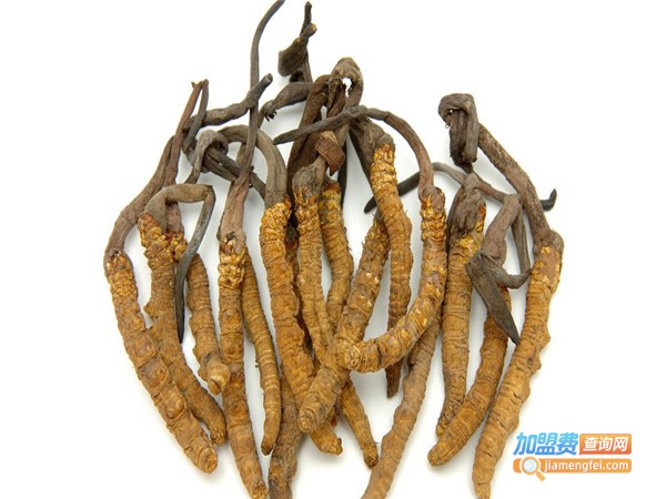利民9号虫草加盟费