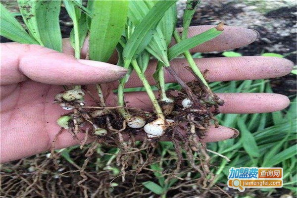 富农1号天麻加盟费