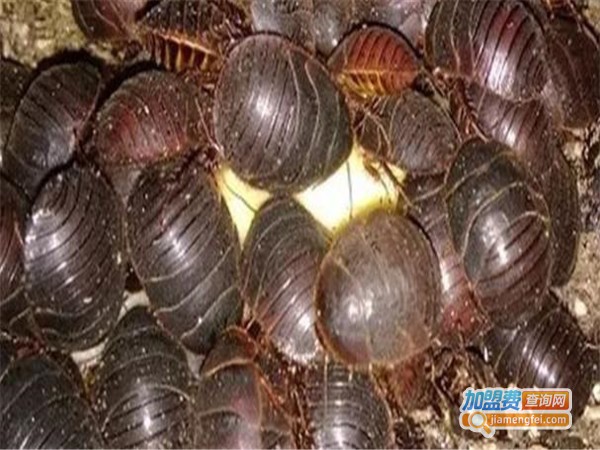神农3号土元加盟费