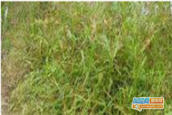 九阳神草种植加盟费