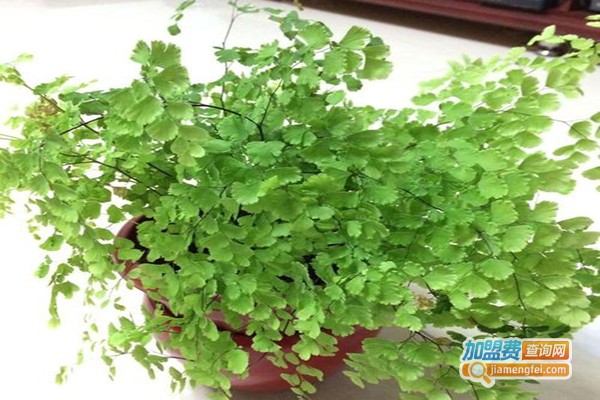 九阳神草种植加盟费