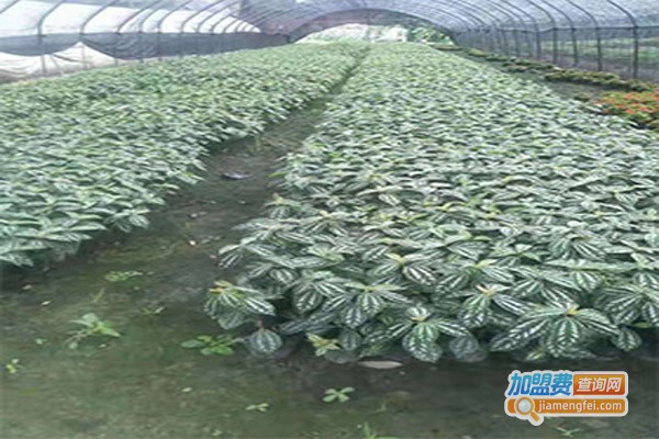 昌鸿农业猪苓种植加盟费