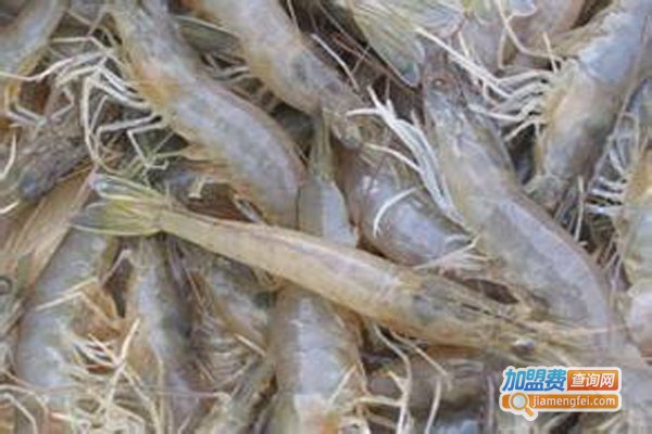虾霸9号南美白对虾加盟费