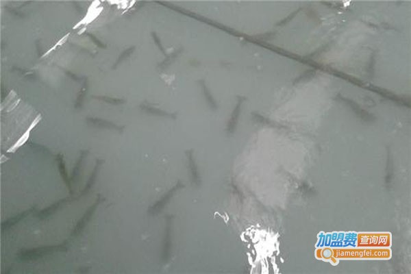 虾霸9号南美白对虾加盟费