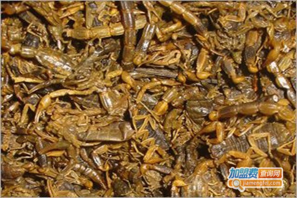 金烨药蝎养殖加盟费